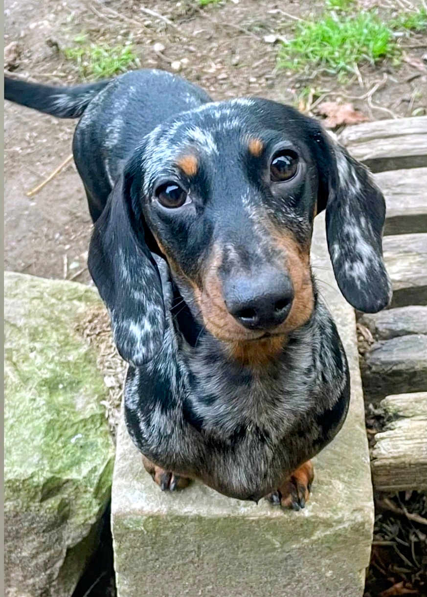 Zacara participe au concours pour gagner de l'argent avec cette photo : dachshund, dog, pet, animal, outdoor, stone, rock, greenery, fur, ears, cute, looking_up, canine, nature, portrait, small_dog, black_and_tan, speckled, short_legs, close_up