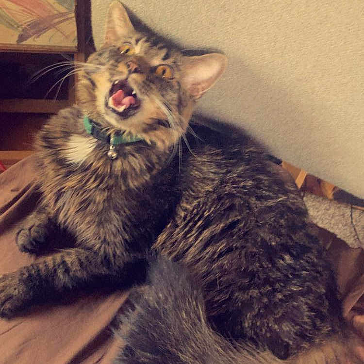 Onyx joined the competition — help win amazing prizes! animal, bodypart, cat, chair, couch, cushion, face, furniture, head, homedecor, indoors, interiordesign, kitten, mouth, person, pet, photography, portrait, sleeping, teeth