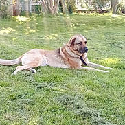 Louna a rejoint le concours — aidez-le/la à gagner de superbes lots ! animal, backyard, calm, canine, collar, dog, domestic_animal, fence, garden, grass, laying_down, mammal, nature, outdoor, pet, quiet, relaxing, summer, sunlight, tree