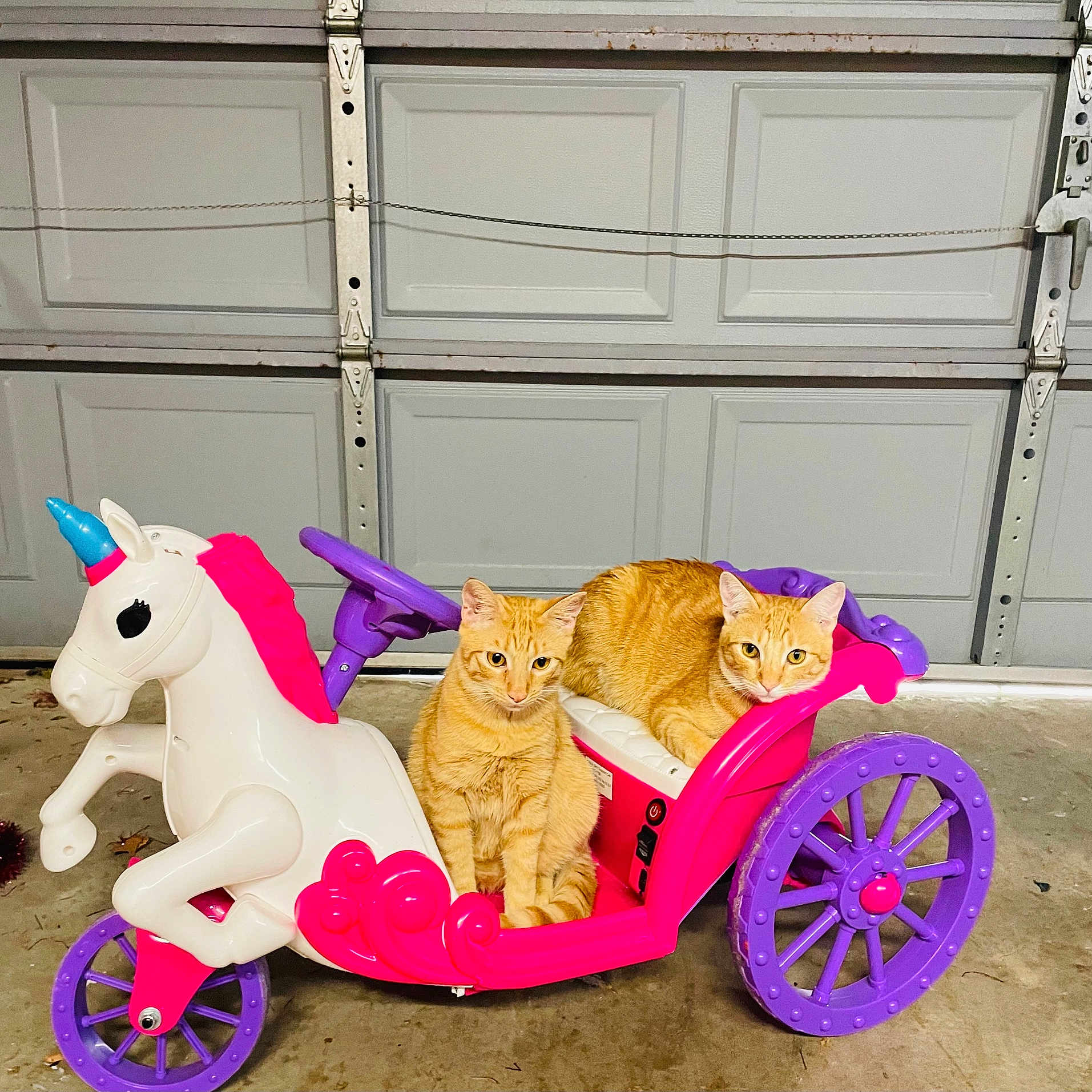 Cookie And Allie