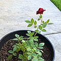 Elaine R.