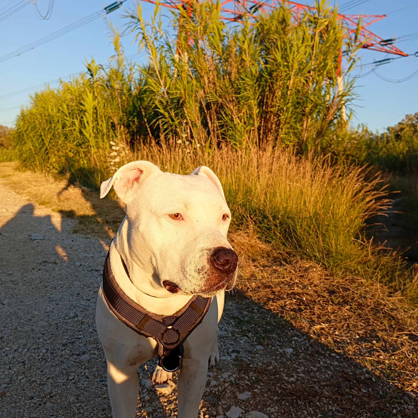Athena