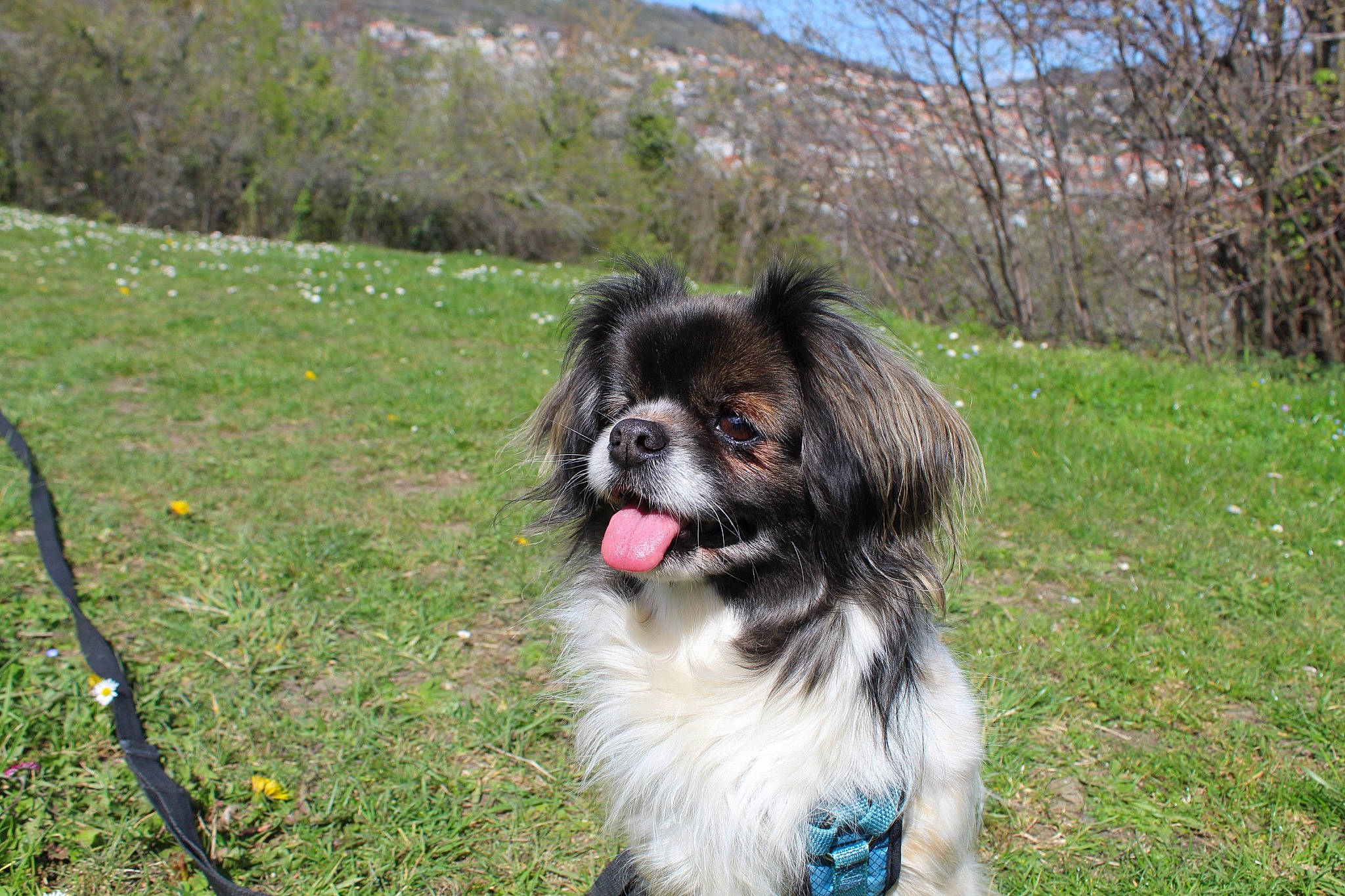 Java a rejoint le concours — aidez-le/la à gagner de superbes lots ! canidae, carnivore, collar, companion_dog, dog, dog_breed, dog_supply, fur, grass, liver, plant, sky, snout, sporting_group, tail, terrestrial_animal, toy_dog, tree, working_animal, working_dog