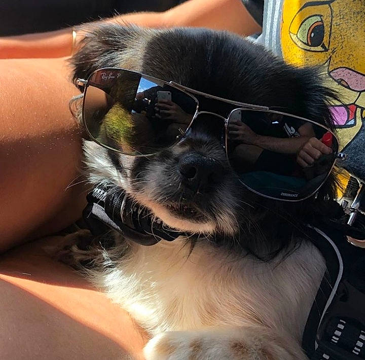 Java participe au concours pour gagner de l'argent avec cette photo : canidae, carnivore, companion_dog, cool, dog, dog_breed, eyewear, glasses, goggles, nose, photography, puppy, puppy_love, selfie, snout, sunglasses, tibetan_spaniel, toy_dog, vision_care, whiskers