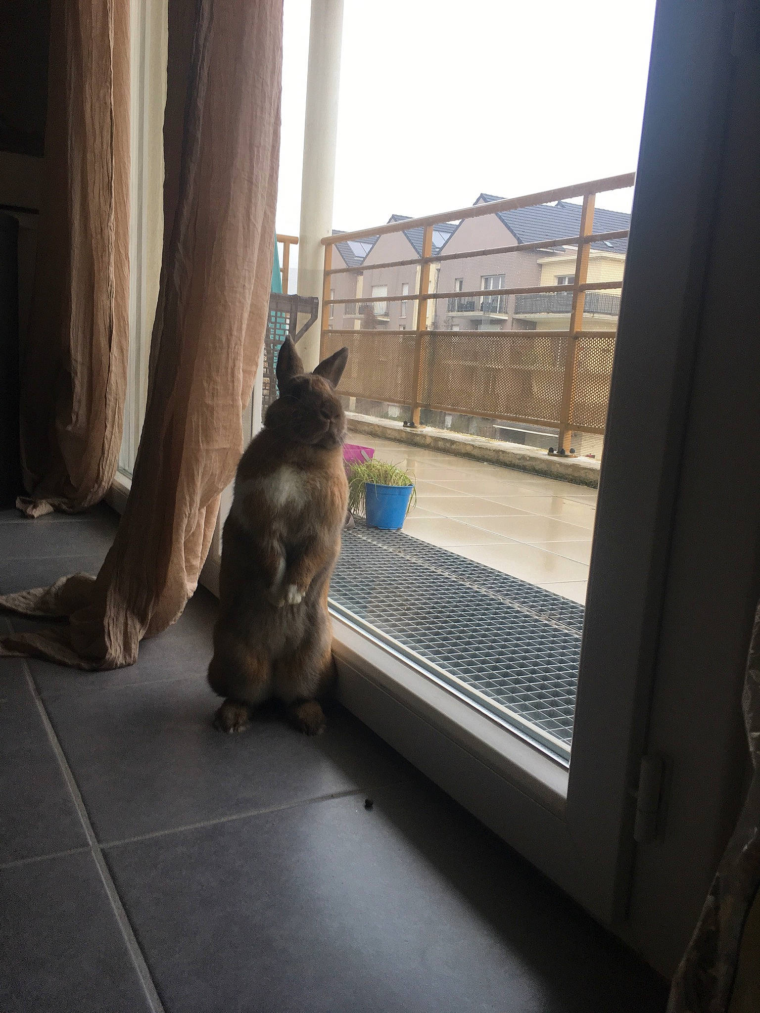 Pépite participe au concours pour gagner de l'argent avec cette photo : canidae, carnivore, cat, daylighting, felidae, floor, fur, home, kitten, small_to_medium_sized_cats, sunlight, tail, whiskers, window