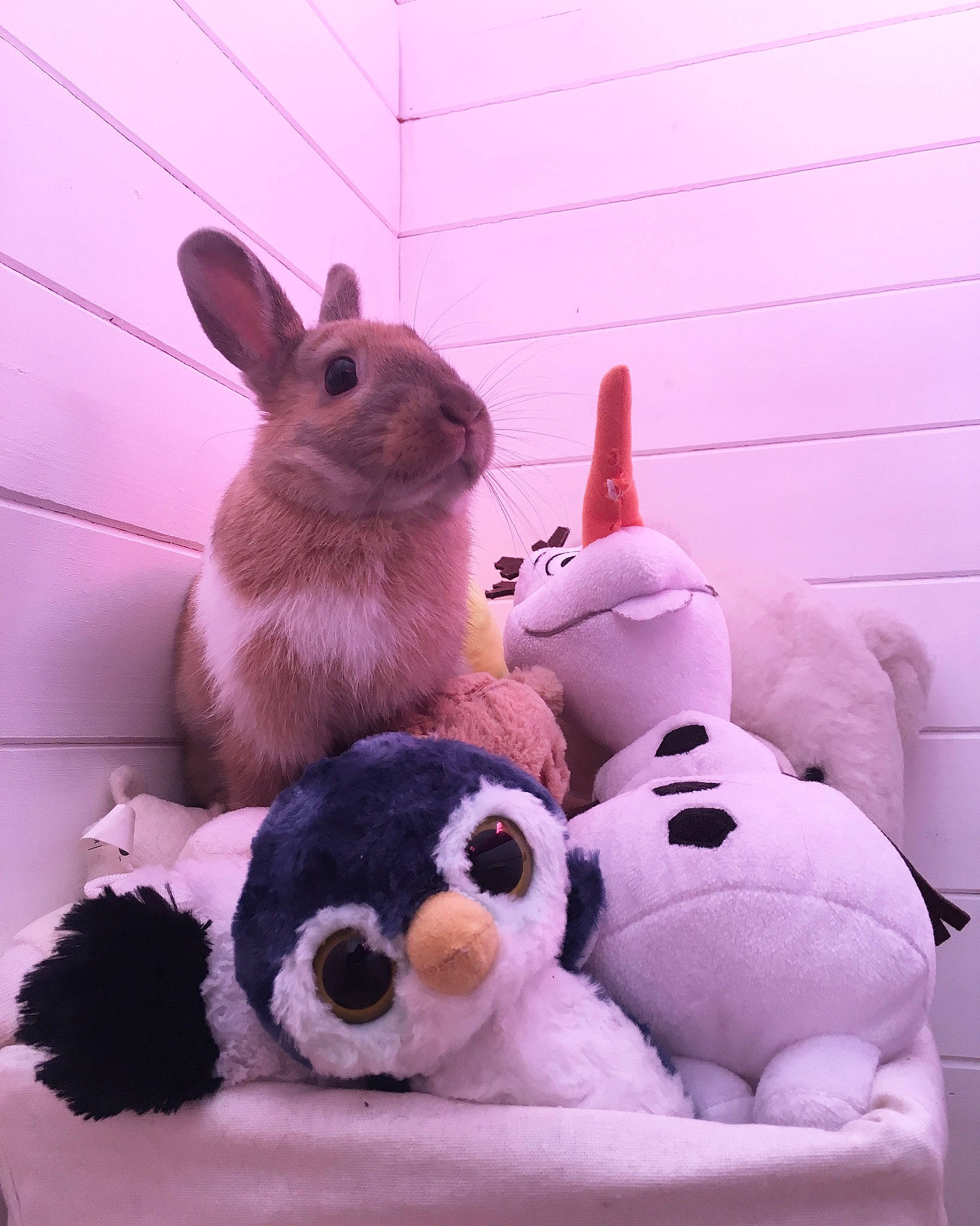 Pépite participe au concours pour gagner de l'argent avec cette photo : domestic_rabbit, ear, easter_bunny, fawn, fur, hare, organism, pink, plush, rabbit, rabbits_and_hares, skin, snout, stuffed_toy, tail, textile, toy, whiskers, wood_rabbit