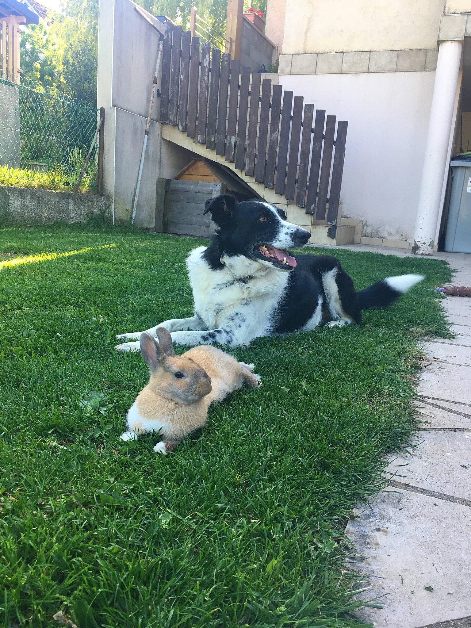 Pépite participe au concours pour gagner de l'argent avec cette photo : backyard, border_collie, canidae, carnivore, companion_dog, dog, dog_breed, english_shepherd, fox_terrier, grass, karakachan_dog, lawn, mammal, smooth_fox_terrier, sporting_group, stabyhoun, tornjak, vertebrate, working_dog, yard