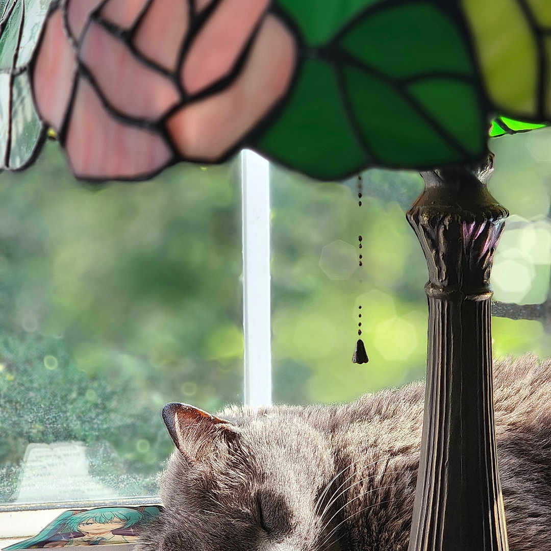 Willow joined the competition — help win amazing prizes! abyssinian, accessories, animal, art, bronze, cat, face, flower, head, jar, kitten, lamp, lampshade, manx, person, pet, plant, tablelamp, window, windowsill
