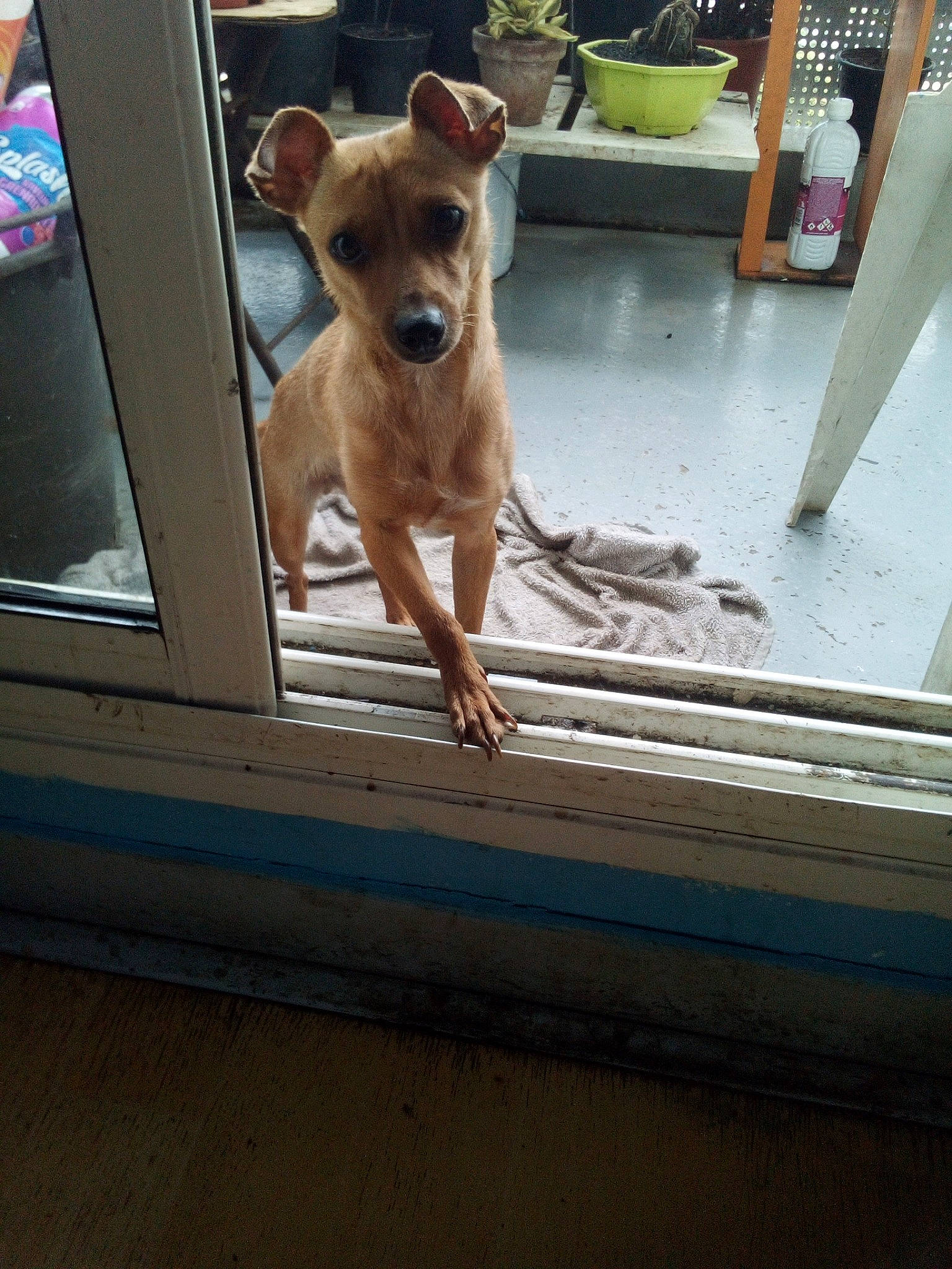 Miya participe au concours pour gagner de l'argent avec cette photo : canidae, carnivore, collar, companion_dog, dog, dog_breed, dog_supply, fawn, flowerpot, hunting_dog, liver, non_sporting_group, pet_supply, snout, sporting_group, working_animal, working_dog