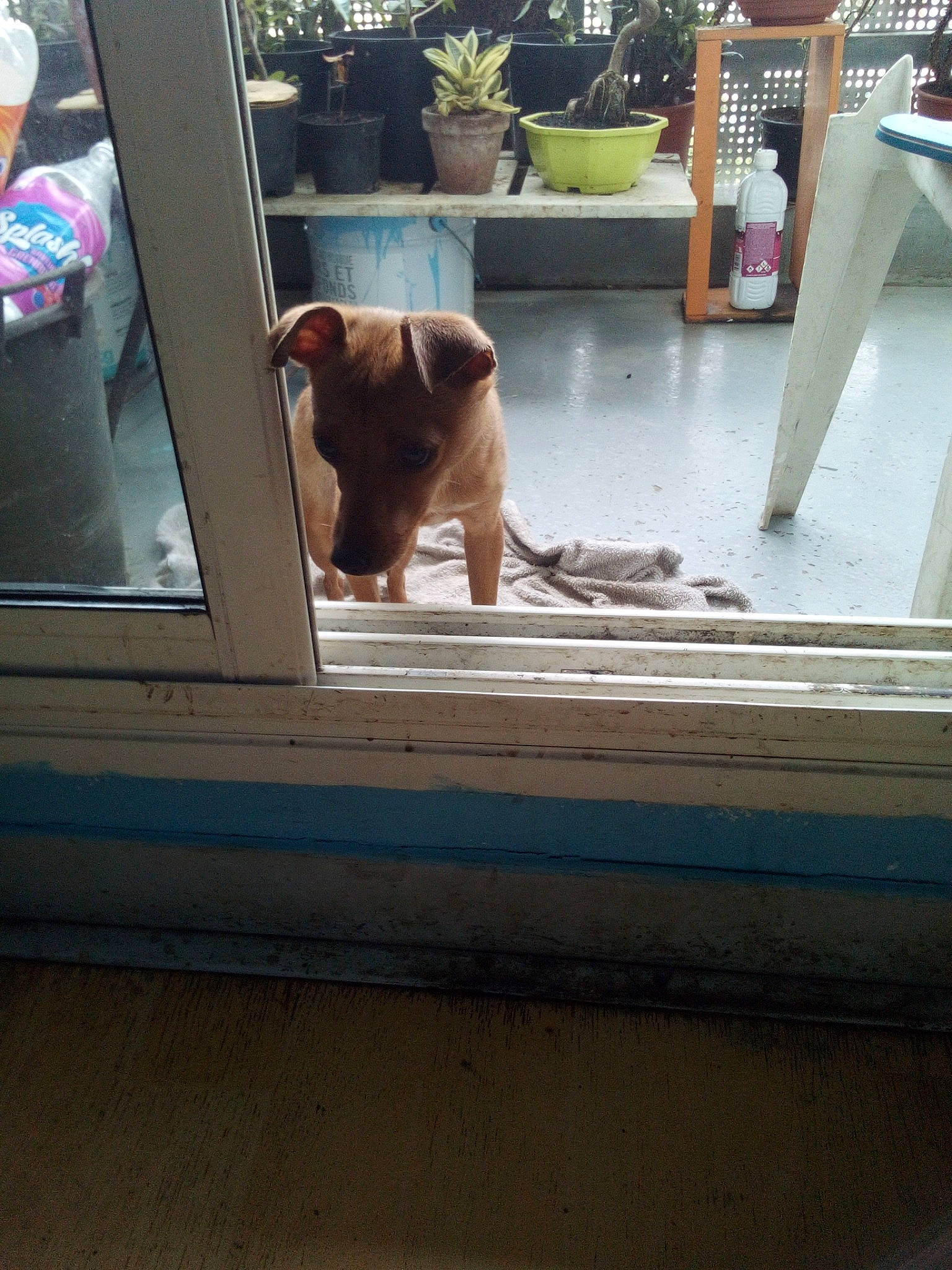 Miya participe au concours pour gagner de l'argent avec cette photo : canidae, carnivore, companion_dog, dog, dog_breed, fawn, flowerpot, houseplant, hunting_dog, liver, non_sporting_group, snout, sporting_group, working_animal, working_dog