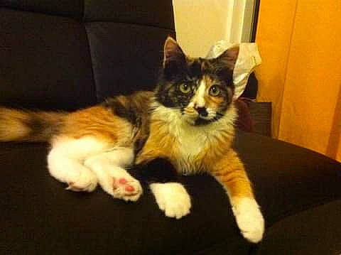 Mimie a rejoint le concours — aidez-le/la à gagner de superbes lots ! american_wirehair, carnivore, cat, domestic_short_haired_cat, european_shorthair, fawn, felidae, kitten, mammal, norwegian_forest_cat, polydactyl_cat, small_to_medium_sized_cats, vertebrate, whiskers