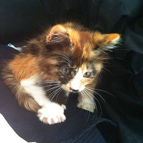 Mimie a rejoint le concours — aidez-le/la à gagner de superbes lots ! american_curl, carnivore, cat, cymric, domestic_long_haired_cat, ear, felidae, fur, kitten, maine_coon, mammal, norwegian_forest_cat, polydactyl_cat, ragamuffin, small_to_medium_sized_cats, whiskers