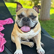 Paco a rejoint le concours — aidez-le/la à gagner de superbes lots ! dog, bulldog, pet, animal, outdoor, lounge_chair, tongue_out, happy, pink_towel, grass, tree, sunny, close_up, sitting, ears_up, canine, summer, relaxed, nature, daytime