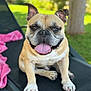 dog, bulldog, pet, animal, outdoor, lounge_chair, tongue_out, happy, pink_towel, grass, tree, sunny, close_up, sitting, ears_up, canine, summer, relaxed, nature, daytime
