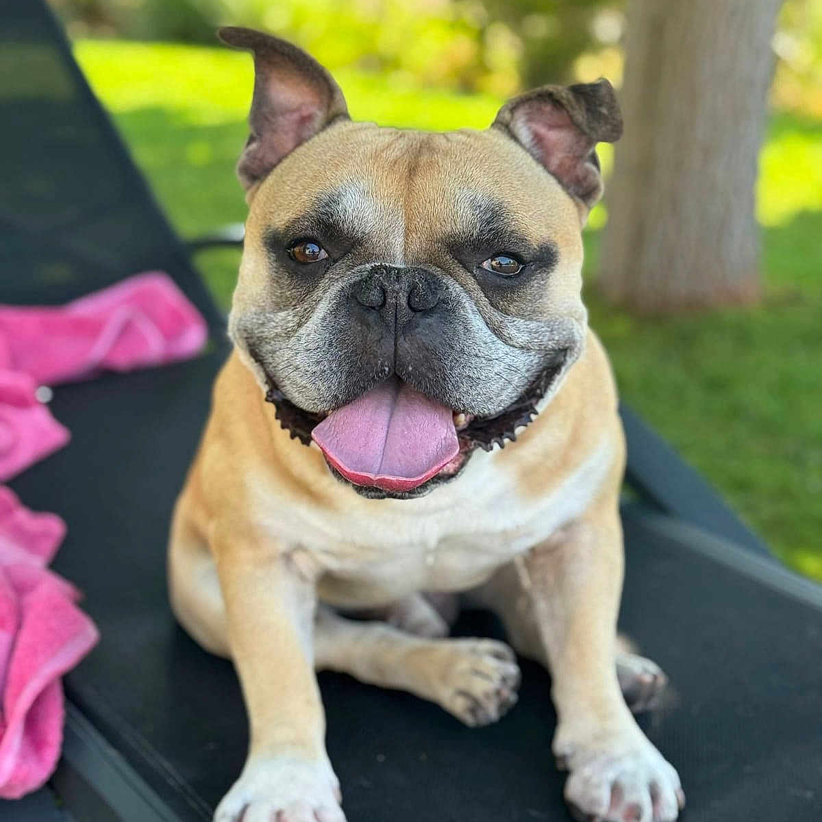 Paco a rejoint le concours — aidez-le/la à gagner de superbes lots ! animal, bulldog, canine, close_up, daytime, dog, ears_up, grass, happy, lounge_chair, nature, outdoor, pet, pink_towel, relaxed, sitting, summer, sunny, tongue_out, tree