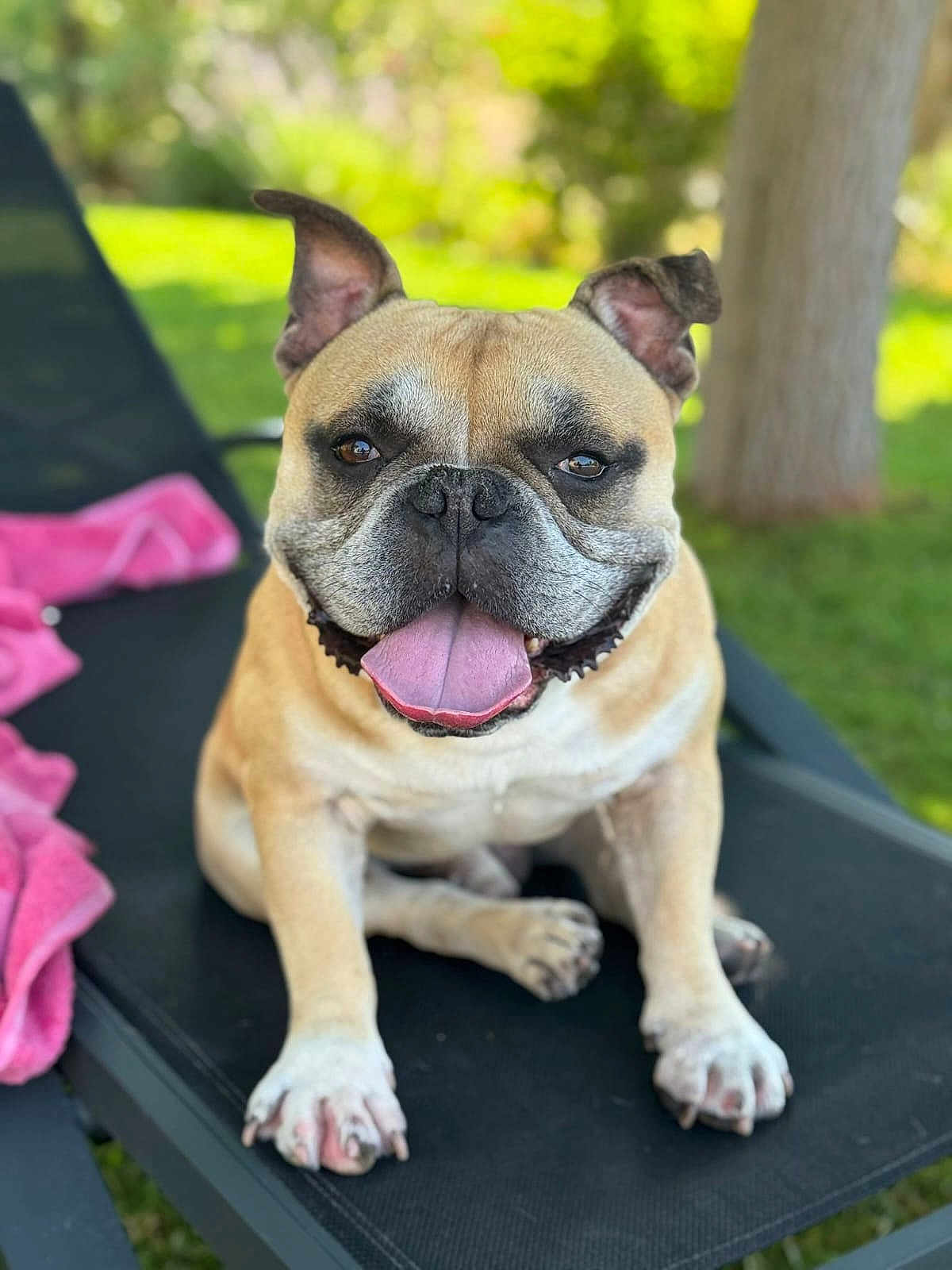 Paco a rejoint le concours — aidez-le/la à gagner de superbes lots ! dog, bulldog, pet, animal, outdoor, lounge_chair, tongue_out, happy, pink_towel, grass, tree, sunny, close_up, sitting, ears_up, canine, summer, relaxed, nature, daytime