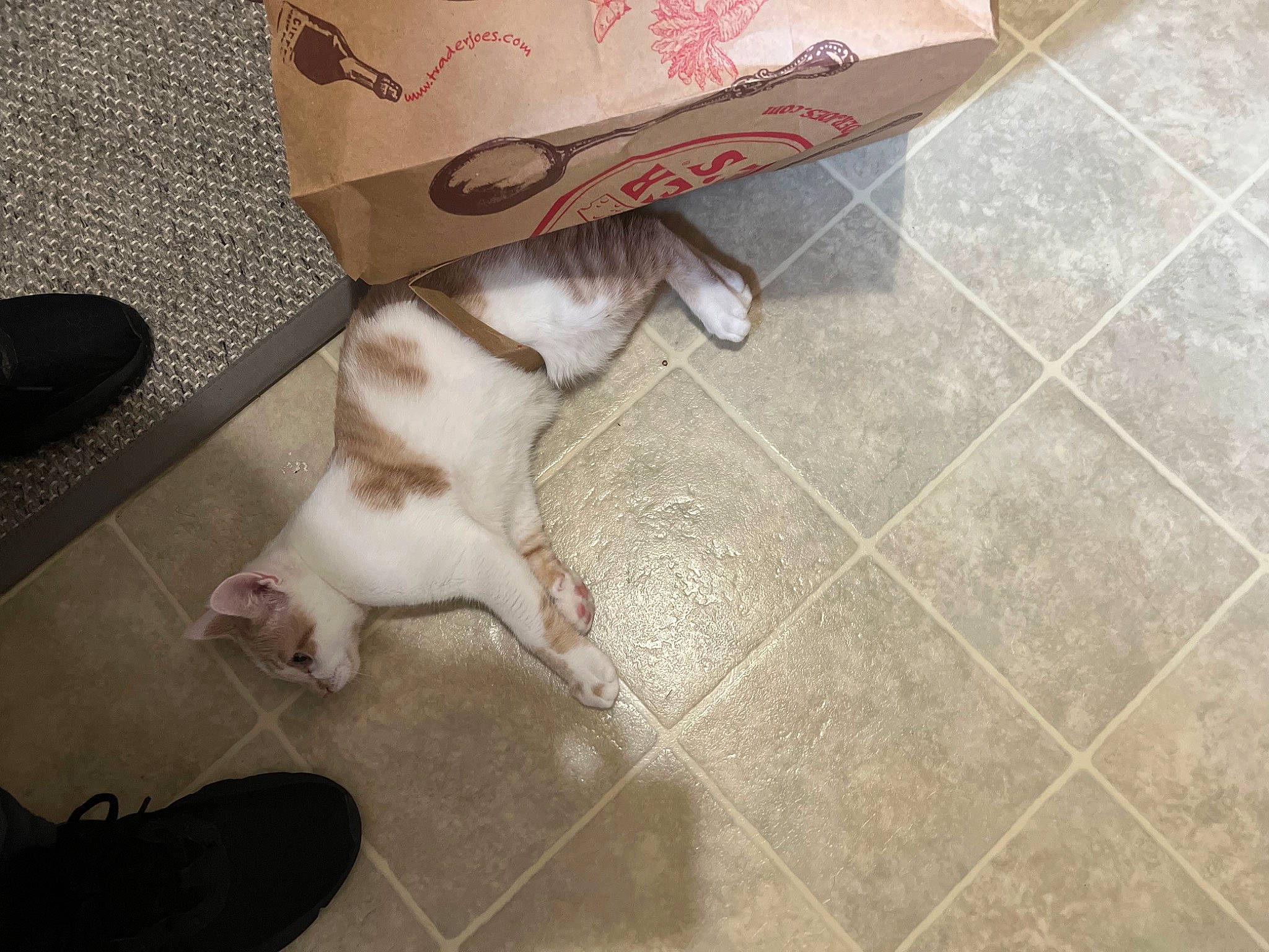 Tobias joined the competition — help win amazing prizes! canidae, carnivore, comfort, companion_dog, dog_breed, fawn, felidae, floor, flooring, fur, hardwood, paw, pet_supply, small_to_medium_sized_cats, sporting_group, tail, tile_flooring, whiskers, wood, working_animal