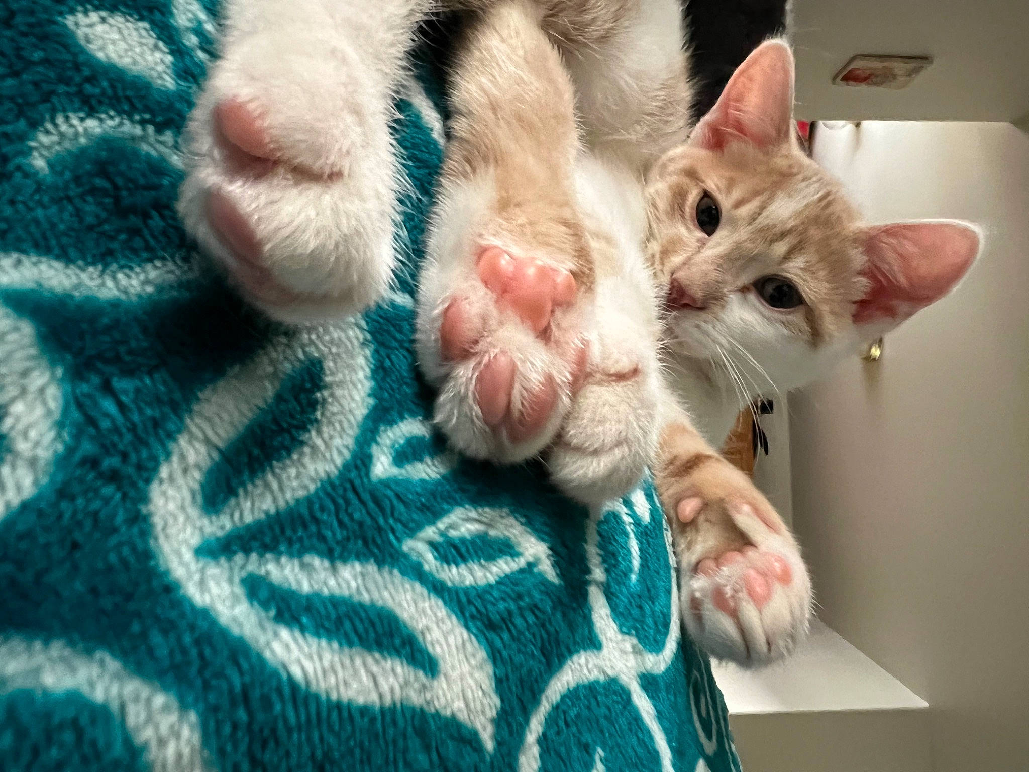 Tobias is registered to the contest to win money with this photo: carnivore, cat, claw, comfort, domestic_short_haired_cat, fawn, felidae, foot, fur, gesture, nail, pattern, paw, small_to_medium_sized_cats, snout, tail, textile, whiskers, wool, woven_fabric