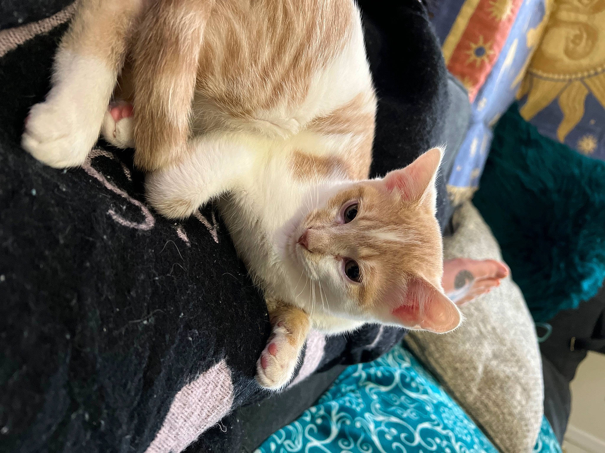 Tobias joined the competition — help win amazing prizes! canidae, carnivore, cat, claw, comfort, domestic_short_haired_cat, fawn, felidae, fur, gesture, nap, paw, small_to_medium_sized_cats, snout, tail, whiskers