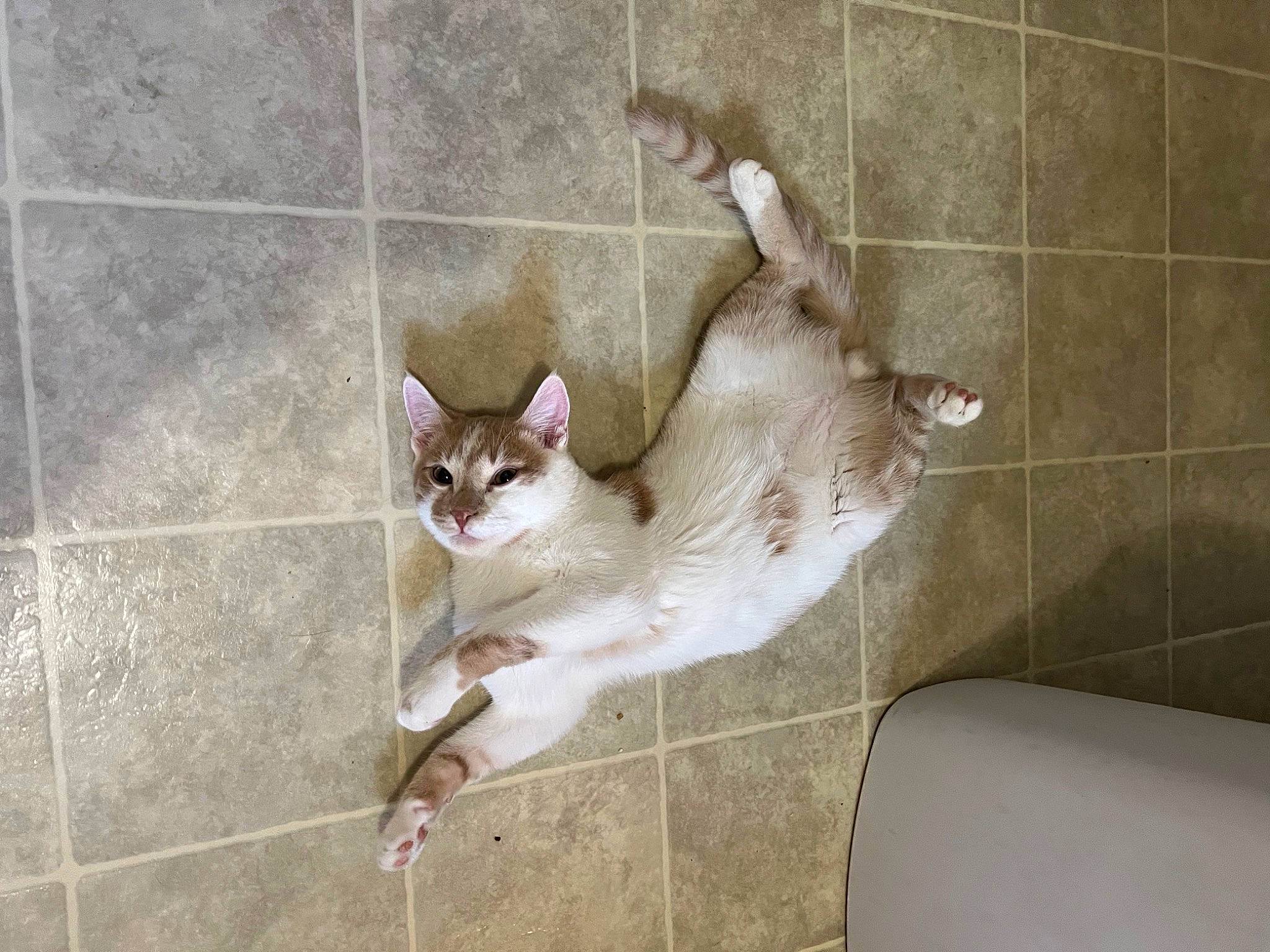 Tobias is registered to the contest to win money with this photo: canidae, carnivore, cat, concrete, domestic_short_haired_cat, fawn, felidae, floor, flooring, fur, hardwood, paw, plaster, small_to_medium_sized_cats, snout, tail, tile, whiskers, wood