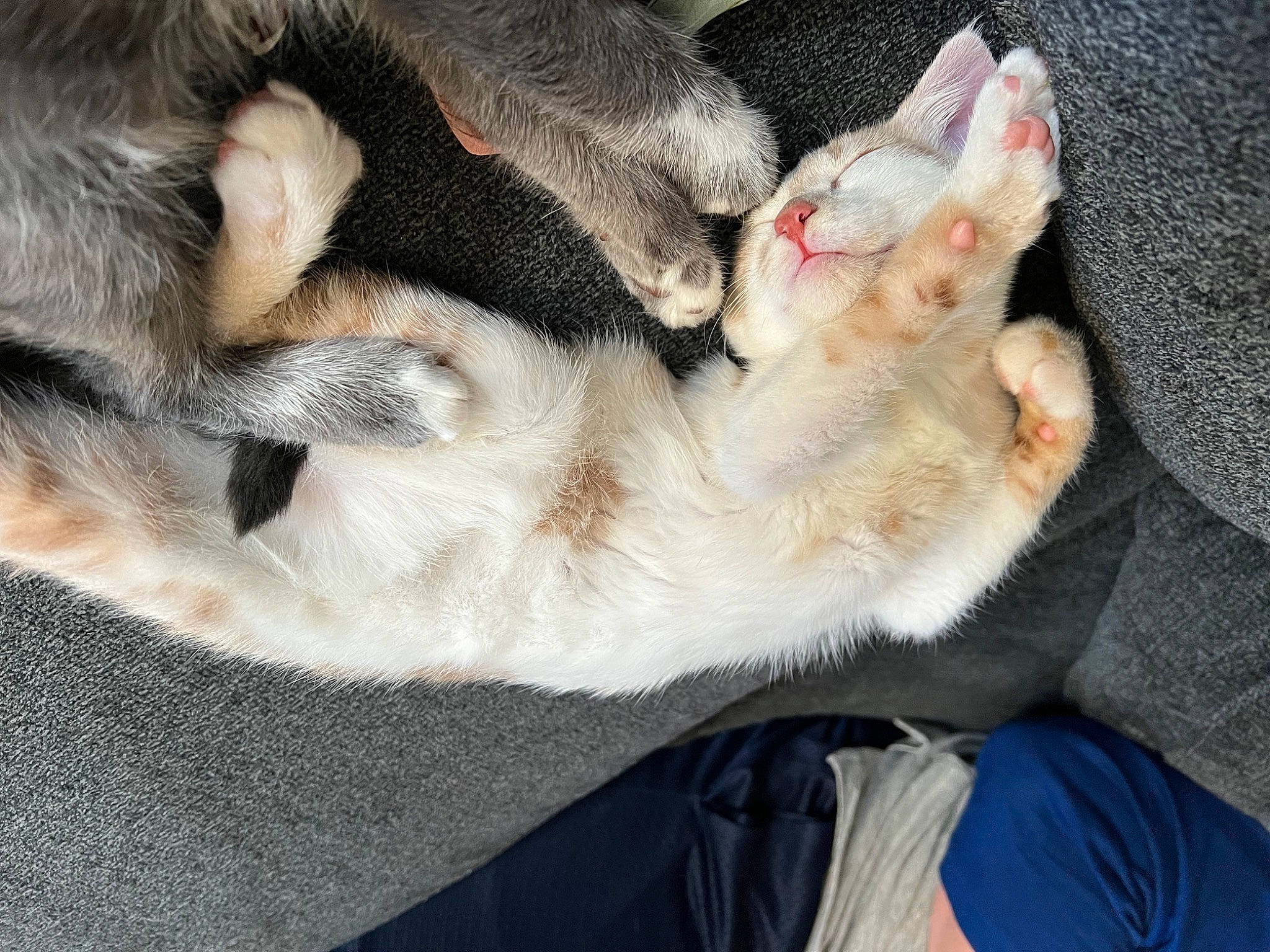 Tobias joined the competition — help win amazing prizes! canidae, carnivore, cat, claw, comfort, companion_dog, dog_breed, domestic_short_haired_cat, ear, fang, fawn, felidae, fur, nap, paw, small_to_medium_sized_cats, snout, sporting_group, tail, whiskers