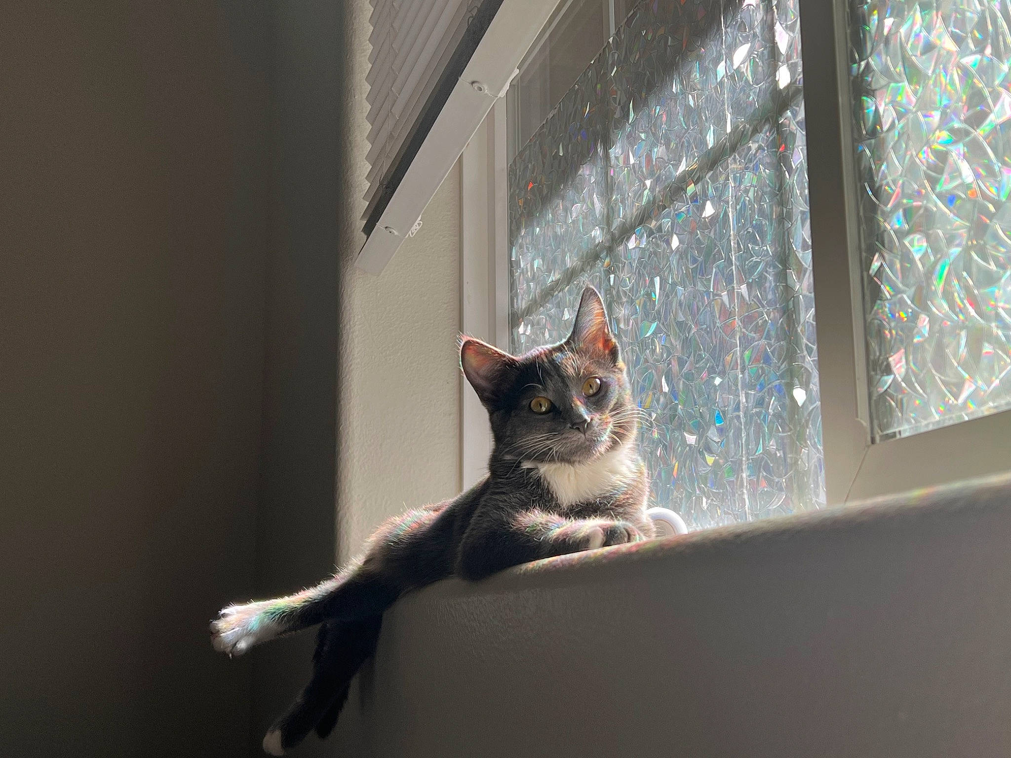 Sassafras joined the competition — help win amazing prizes! carnivore, cat, darkness, domestic_short_haired_cat, door, felidae, fur, glass, grey, metal, paw, room, small_to_medium_sized_cats, snout, tail, whiskers, window, window_blind, window_covering, wood