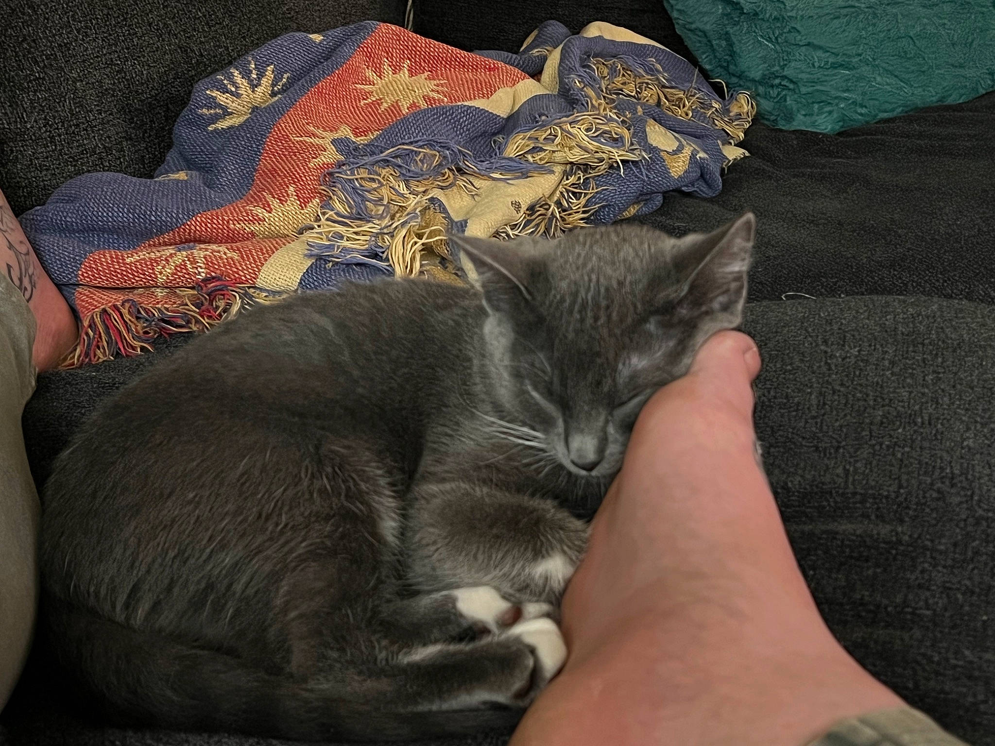 Sassafras is registered to the contest to win money with this photo: black_cat, carnivore, cat, comfort, domestic_short_haired_cat, felidae, fur, grey, hand, human_leg, lap, linens, mammal, nail, small_to_medium_sized_cats, t_shirt, tail, thigh, vertebrate, whiskers