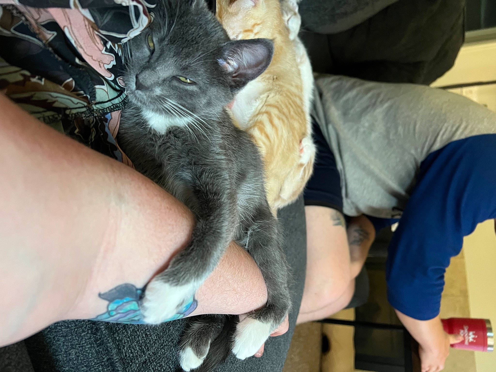 Sassafras is registered to the contest to win money with this photo: carnivore, cat, comfort, domestic_short_haired_cat, elbow, electric_blue, felidae, fur, gesture, human_leg, knee, lap, nail, small_to_medium_sized_cats, t_shirt, tail, thigh, thumb, whiskers, wrist