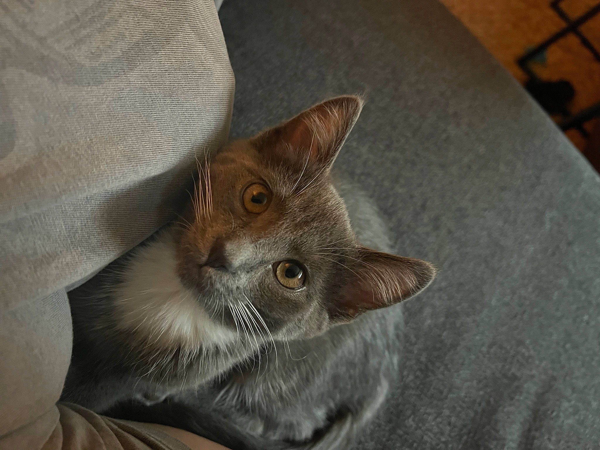 Sassafras is registered to the contest to win money with this photo: carnivore, cat, comfort, domestic_short_haired_cat, ear, fawn, felidae, flooring, fur, grey, hardwood, paw, russian_blue, small_to_medium_sized_cats, snout, whiskers, wood