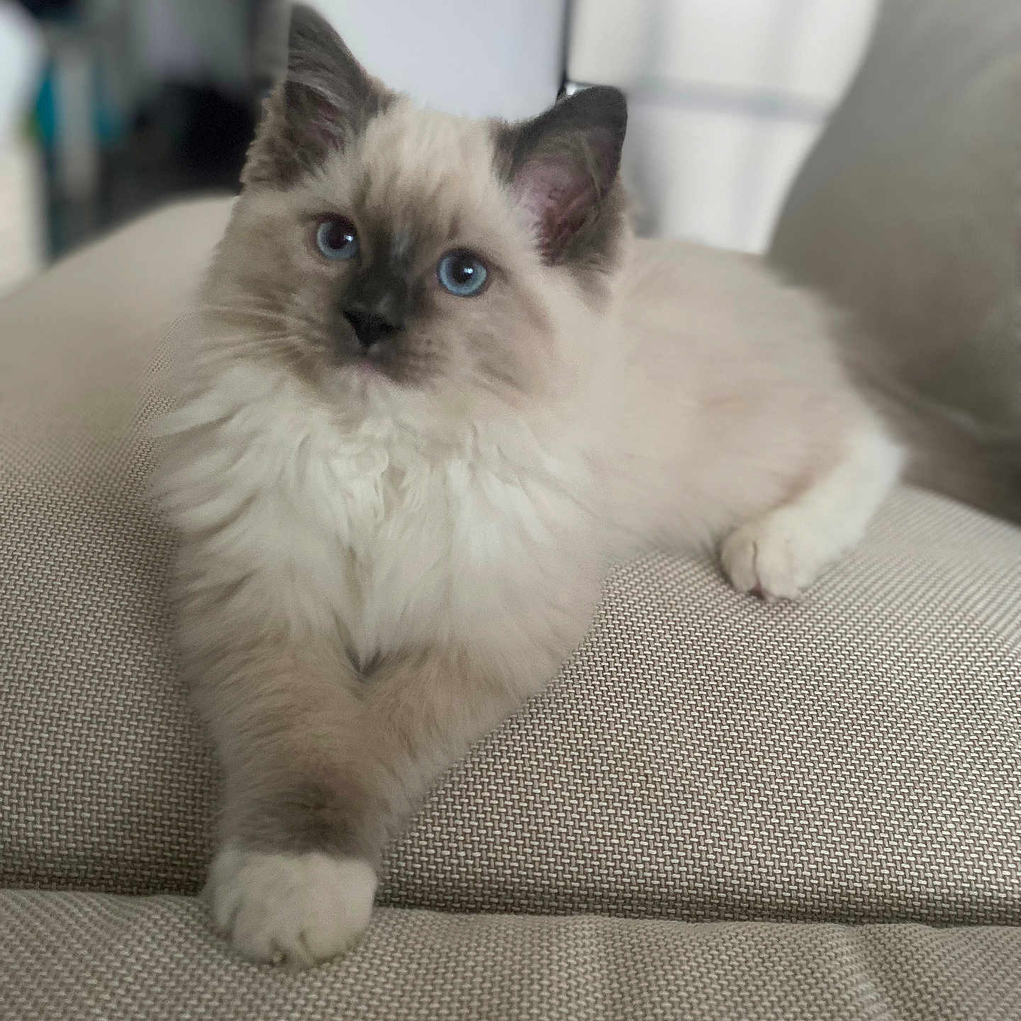 Mochi a rejoint le concours — aidez-le/la à gagner de superbes lots ! angora, animal, cat, couch, cushion, furniture, homedecor, kitten, manx, pet, siamese