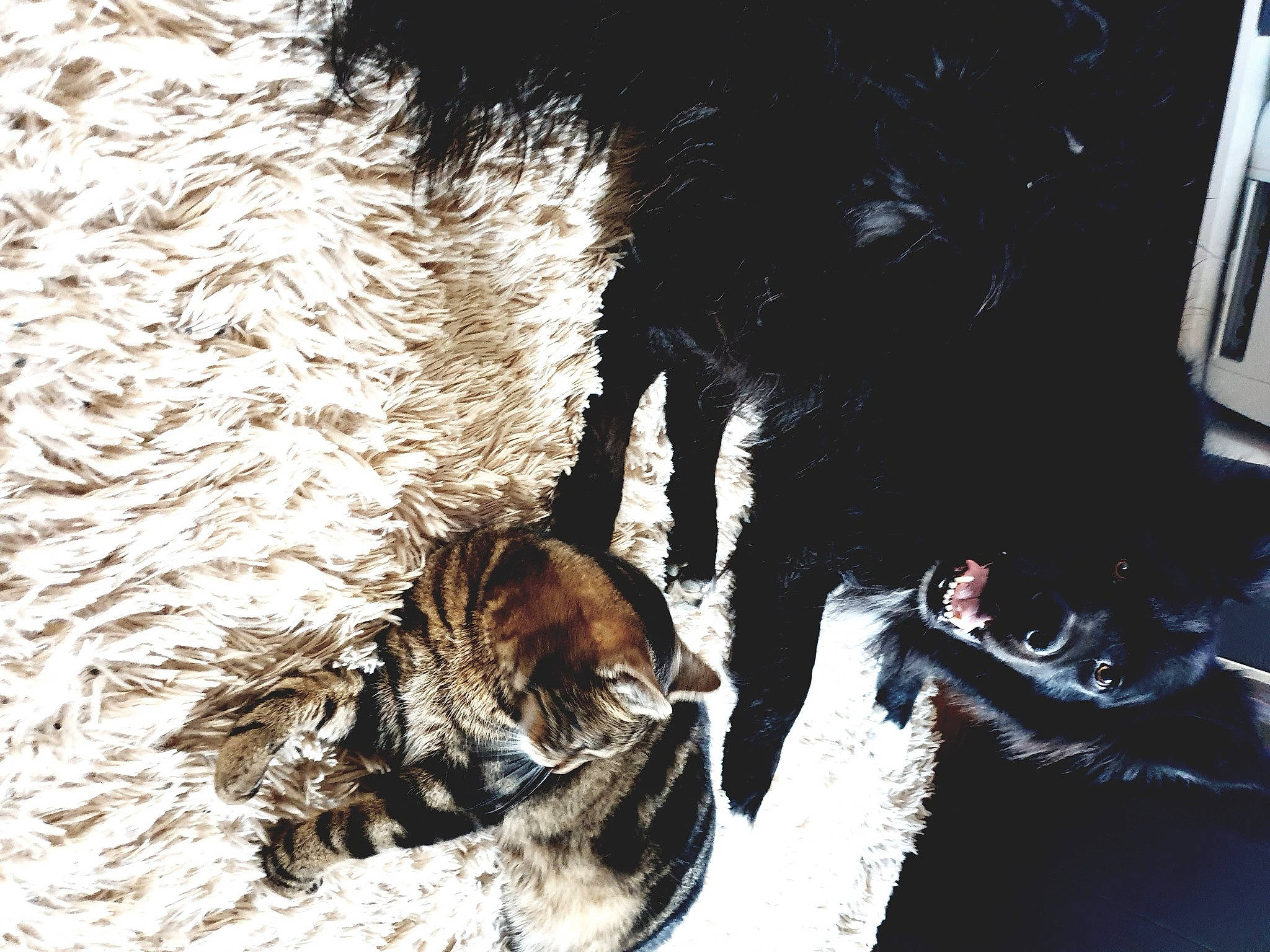 Noctis a rejoint le concours — aidez-le/la à gagner de superbes lots ! canidae, carnivore, dog, dog_breed, felidae, freezing, fur, guard_dog, shadow, snout, soil, sporting_group, tail, trunk, water, whiskers, wildlife, winter, wood, working_animal