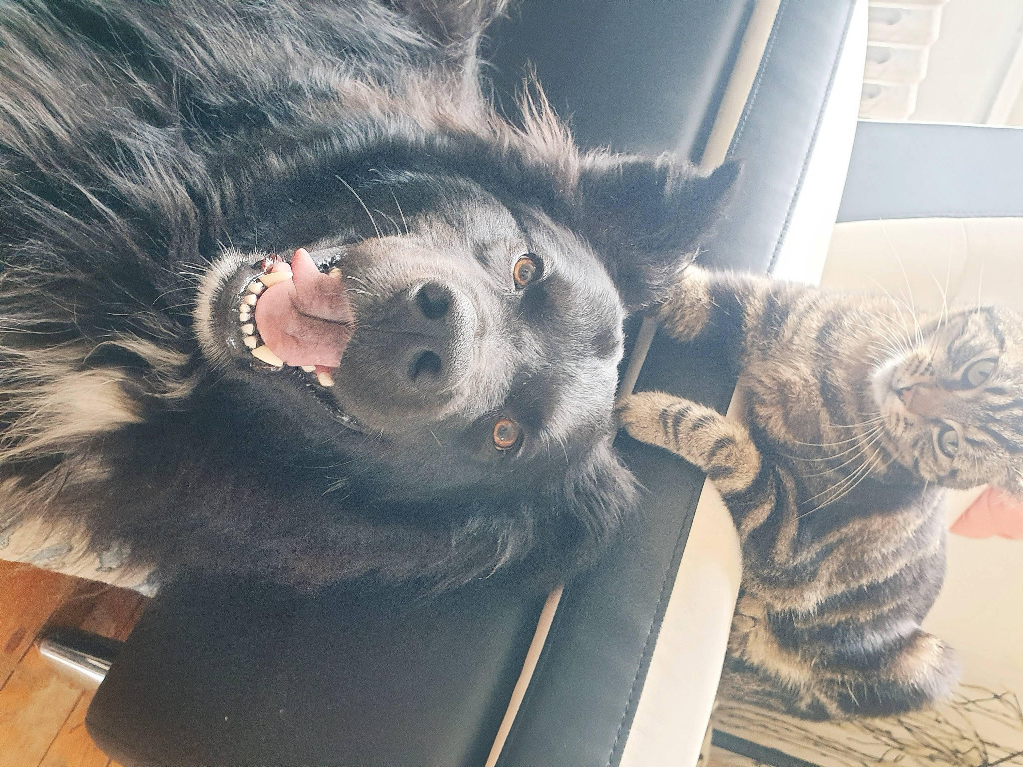 Noctis a rejoint le concours — aidez-le/la à gagner de superbes lots ! canidae, carnivore, claw, comfort, companion_dog, dog, dog_breed, ear, felidae, foot, fur, gesture, human_leg, jaw, paw, selfie, snout, tail, whiskers, working_animal