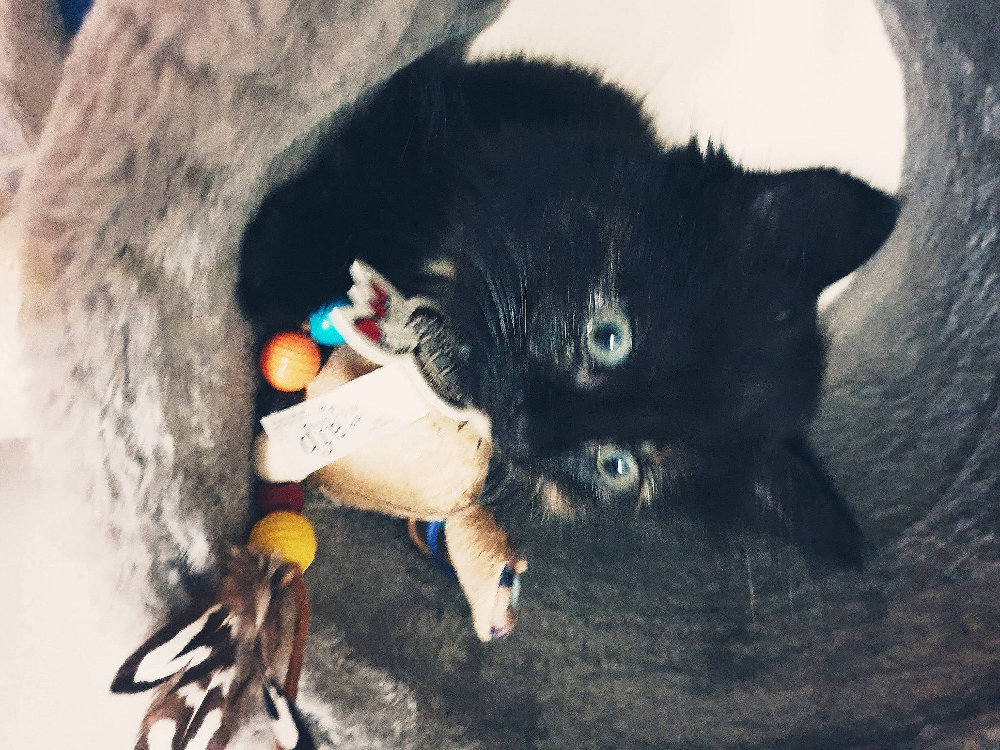 Seven participe au concours pour gagner de l'argent avec cette photo : art, audio_equipment, black_cat, black_hair, carnivore, cat, claw, doll, domestic_short_haired_cat, feather, felidae, fur, grey, hat, organism, small_to_medium_sized_cats, stuffed_toy, tail, toy, whiskers