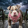 Snub Nose is registered to the contest to win money with this photo: puppy, dog, blue_eyes, pink_harness, storm, rain, lightning, wooden_deck, outdoor, wet_surface, animal, pet, close_up, facing_camera, stormy_sky, nature, raindrops, cute, alert, front_view