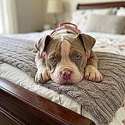 Snub Nose joined the competition — help win amazing prizes! puppy, dog, bed, blanket, blue_eyes, knitted_blanket, pet, cute, lying_down, indoors, furniture, wood, pink_harness, close_up, young_dog, canine, resting, soft_light, cozy, expression