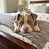 bed, blanket, blue_eyes, canine, close_up, cozy, cute, dog, expression, furniture, indoors, knitted_blanket, lying_down, pet, pink_harness, puppy, resting, soft_light, wood, young_dog