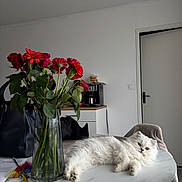 Max participe au concours pour gagner de l'argent avec cette photo : cat, white_cat, fluffy_cat, table, flowers, red_flowers, vase, glass_vase, indoor, coffee_machine, door, chair, bag, paper, pen, leaf, plant, relaxing, pet, furniture