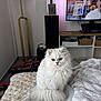 Max participe au concours pour gagner de l'argent avec cette photo : cat, white_cat, fluffy, plate, blanket, living_room, lamp, television, furniture, basket, shelf, floor, home_interior, cozy, pet, indoor, curious, animal, soft_texture, relaxed