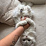 Charles participe au concours pour gagner de l'argent avec cette photo : cat, white_cat, fluffy, pet, animal, couch, furniture, hand, tattoo, paw, playing, relaxed, indoor, upside_down, fur, human, bracelet, ring, closeup, portrait