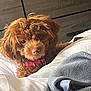 Egypt is registered to the contest to win money with this photo: dog, puppy, brown_fur, curly_fur, pet, bed, blanket, pillow, pink_collar, collar, bedroom, dresser, indoor, cozy, portrait, looking_at_camera, eyes, nose, fur, cute
