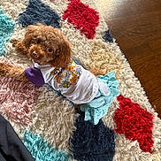 Egypt joined the competition — help win amazing prizes! dog, poodle, toy_poodle, puppy, pet, cute, fur, eyes, outfit, shirt, skirt, colorful_rug, shag_rug, carpet, hardwood_floor, indoor, looking_up, adorable, small_dog, cozy