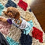 dog, poodle, toy_poodle, puppy, pet, cute, fur, eyes, outfit, shirt, skirt, colorful_rug, shag_rug, carpet, hardwood_floor, indoor, looking_up, adorable, small_dog, cozy