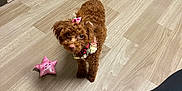 Egypt is registered to the contest to win money with this photo: dog, puppy, toy_poodle, brown_fur, curly_fur, bow, collar, flower_accessory, pink_toy, star_toy, hardwood_floor, indoor, trash_can, green_wall, baseboard, looking_up, big_eyes, pet, small_dog, playful