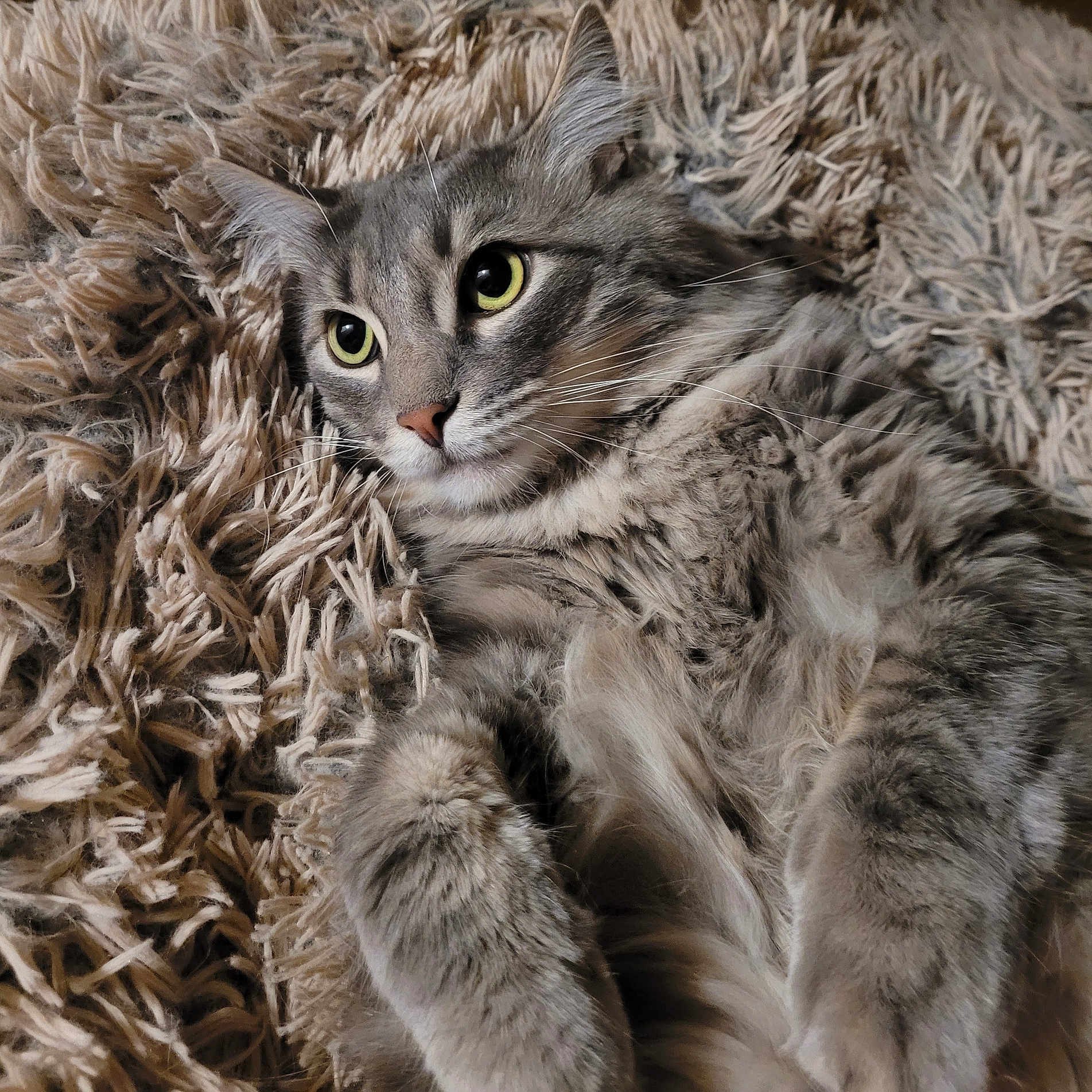 Percy Aka Mr. P joined the competition — help win amazing prizes! abyssinian, angora, animal, blanket, cat, clothing, couch, fur, furniture, gray, kitten, manx, pet, siamese