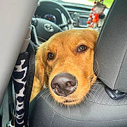 Honey joined the competition — help win amazing prizes! alloywheel, animal, canine, car, car_interior, carwheel, cushion, dog, goldenretriever, headrest, homedecor, hound, machine, pet, puppy, spoke, tire, transportation, vehicle, wheel