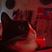 Mia joined the competition — help win amazing prizes! animal, bed, blanket, cat, close_up, cozy, domestic, face, fur, furniture, indoor, pet, portrait, red_lighting, relaxed, room, side_view, soft_lighting, tuxedo_cat, whiskers