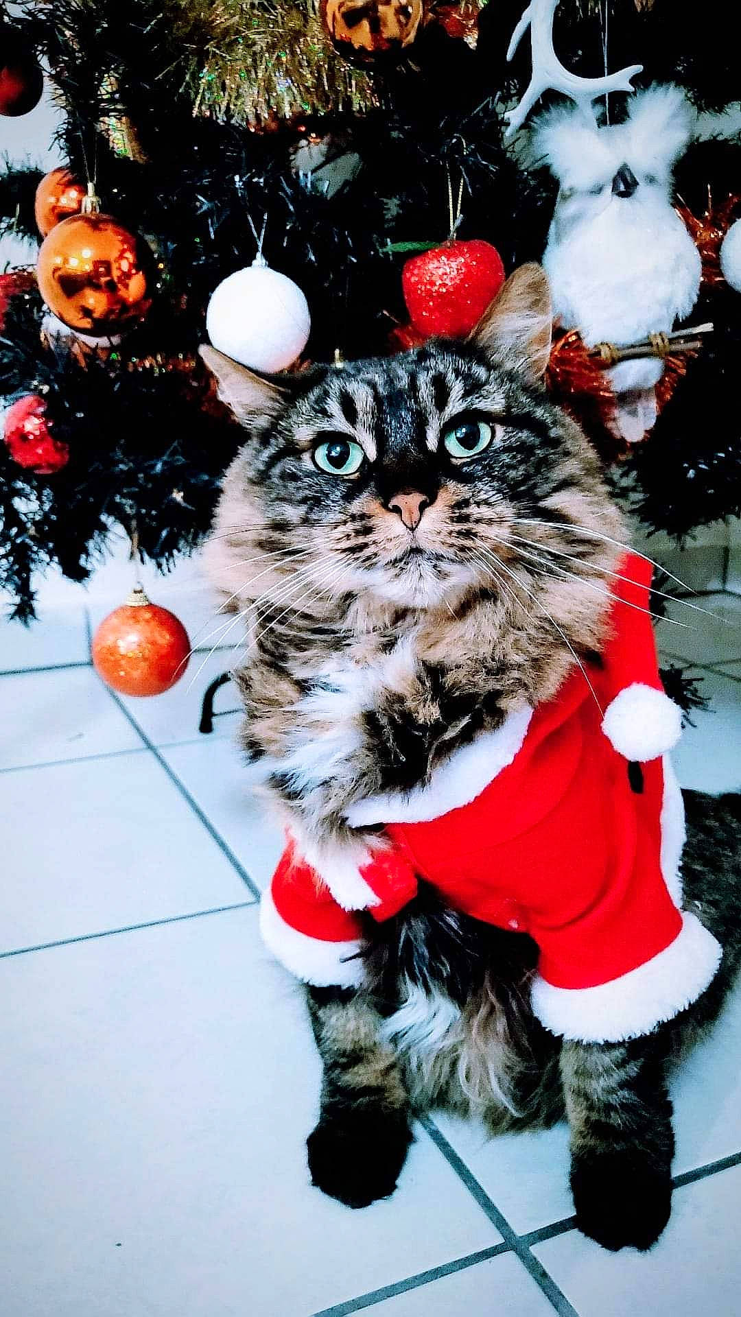 Pink a rejoint le concours — aidez-le/la à gagner de superbes lots ! art, carnivore, cat, christmas_decoration, christmas_ornament, event, fawn, felidae, fur, happy, holiday, holiday_ornament, ornament, santa_claus, small_to_medium_sized_cats, snout, stuffed_toy, tail, whiskers, winter