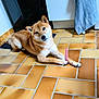 Kuma a rejoint le concours — aidez-le/la à gagner de superbes lots ! dog, shiba_inu, pet, canine, kitchen, tiled_floor, floor, chew_toy, toy, paw, lying_down, head_tilt, gazing, indoor, fur, brown_fur, portrait, cute, domestic_animal, home