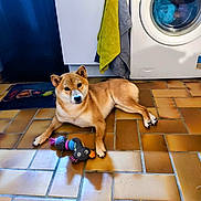 Kuma participe au concours pour gagner de l'argent avec cette photo : dog, shiba_inu, toy, plush_toy, washing_machine, towel, tile_floor, brown_fur, paws, ears, mat, cabinet, laundry, indoor, pet, lying_down, curious, portrait, kitchen, home