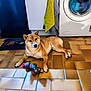 dog, shiba_inu, toy, plush_toy, washing_machine, towel, tile_floor, brown_fur, paws, ears, mat, cabinet, laundry, indoor, pet, lying_down, curious, portrait, kitchen, home